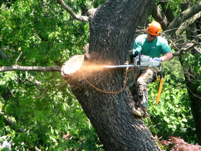 Hickory Tree Service