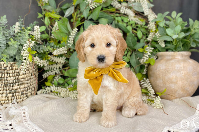Mini Goldendoodles For Adoption